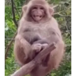 😂 aap, dier, primaat, zoogdier, wilde dieren, natuur whatsapp sticker