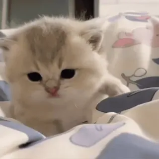 😼 새끼 고양이, 귀여운, 고양이, 동물, 애완 동물, 사랑스러운 whatsapp sticker
