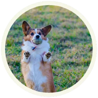 😯 корги, собака, животное, питомец, мяч, милый, игривый whatsapp sticker