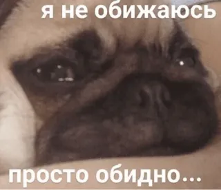 😭 я не обижаюсь просто обидно... telegram sticker