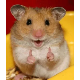😀 Hamster, Daumen hoch, Nagetier, Süß, Tier, Haustier whatsapp sticker