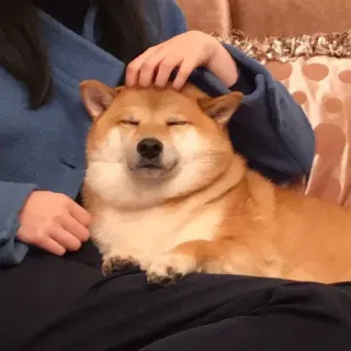 🏷 chó, shiba inu, thú cưng, động vật, dễ thương, vui vẻ telegram sticker