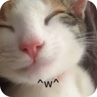 🐱 ^w^ mèo, dễ thương, động vật, mèo con, thú cưng, meme telegram sticker