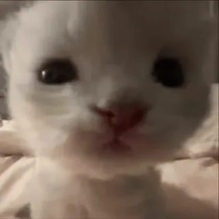❤️ gato, gatinho, fofo, animal de estimação, animal, branco whatsapp sticker