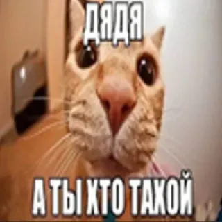 😏 ДЯДЯ
А ТЫ ХТО ТАКОЙ cat, meme, funny, uncle, russian telegram sticker