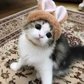 🐰 แมว, ลูกแมว, น่ารัก, หมวก, สัตว์, สัตว์เลี้ยง telegram sticker