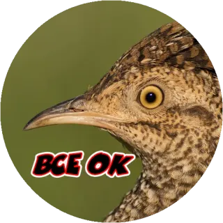 😄 BCE OK vogel, dier, natuur, ok, v.Chr. telegram sticker