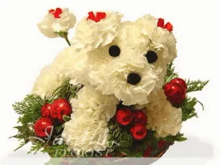 🌸 kwiaty, pies, kompozycja kwiatowa, goździki, szczeniak, prezent, dekoracja telegram sticker