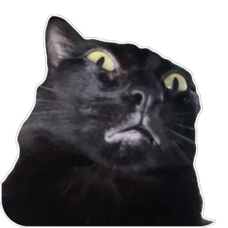 Булошный кот @TgEmodziBot whatsapp stickers