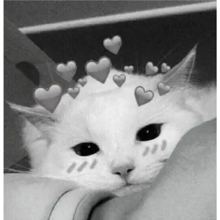 🐈 고양이, 귀여운, 동물, 하트, 흰 고양이, 보송보송한 whatsapp sticker