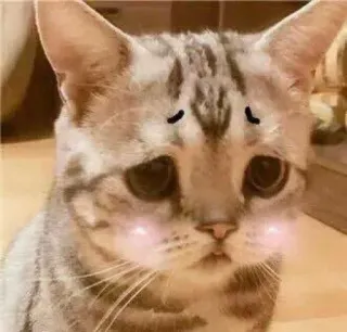 😔 gatto, triste, sticker, animale, animale domestico, carino telegram sticker