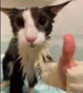 👎 gato, polegar para cima, animal, fofo, engraçado, banho telegram sticker