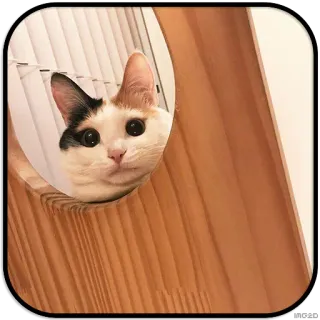 👀 chat, animal de compagnie, animal, félin, animal domestique whatsapp sticker