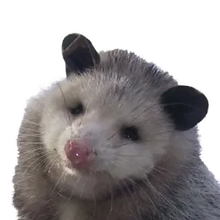 💻 Opossum, Tier, Säugetier, süß, Beuteltier whatsapp sticker