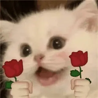 🤍 gato, gatito, rosa, flor, lindo, adorable, mascota, animal whatsapp sticker