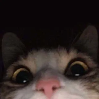 😳 gatto, animale, animale domestico, carino, divertente, meme telegram sticker