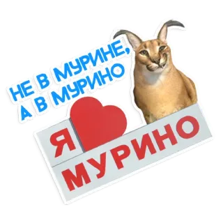 🙅‍♂️ НЕ В МУРИНЕ, А В МУРИНО
Я ❤️ МУРИНО kot, Floppa, mem, Murino, Rosja, rosyjski telegram sticker