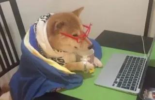 🤓 chien, ordinateur portable, lunettes, couverture, café, shiba inu telegram sticker
