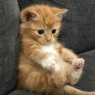 😀 kitten, kat, schattig, oranje, huisdier, dier telegram sticker