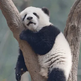 🐼 panda, animal, árbol, naturaleza, durmiendo, lindo telegram sticker