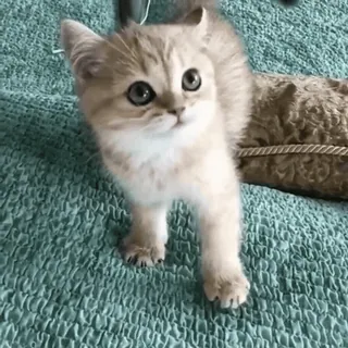 😡 кот, котенок, животное, милый, питомец, домашнее животное whatsapp sticker