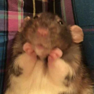 ☺️ Ratte, Tier, süß, Nagetier, Haustier telegram sticker
