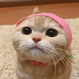 🐱 chat, animal, animal de compagnie, mignon, chapeau telegram sticker