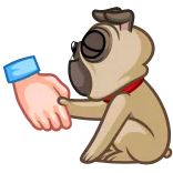 🐶