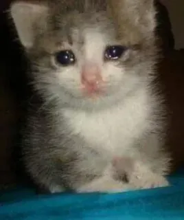 🐈 gattino, triste, carino, animale, gatto whatsapp sticker