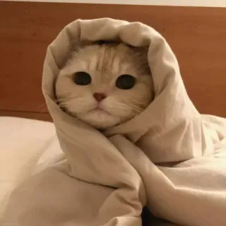 🥱 Katze, Tier, süß, Decke, Haustier, gemütlich telegram sticker