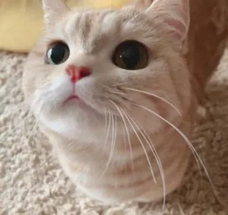 😺 gato, fofo, animal, animal de estimação, felino whatsapp sticker