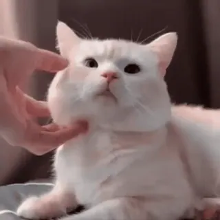 🐾 gato, animal, animal de estimação, fofo, gato branco, engraçado telegram sticker