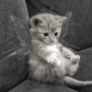 😔 子猫, 猫, 妖精, 翼, 動物, ペット telegram sticker