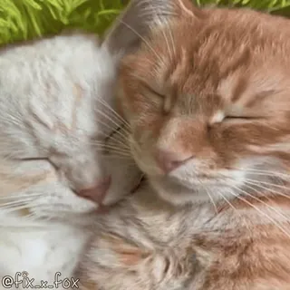 🥰 @fix_x_fox Katzen, Tiere, süß, schlafend, roter Kater, orange Katze, weiße Katze, Haustiere telegram sticker