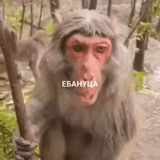 😮 ЕБАНУЦА ลิง, สัตว์, ป่า, หยาบคาย whatsapp sticker