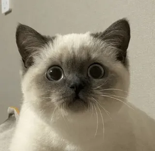 🕯 cat, animal, siamese cat, cute, pet, funny whatsapp sticker