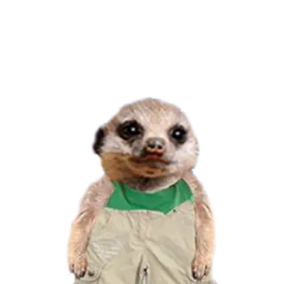 Suricate Seboso telegram stickers