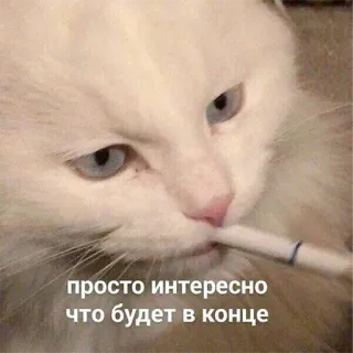 🤔 просто интересно что будет в конце кот, сигарета, курение, животное, мем telegram sticker