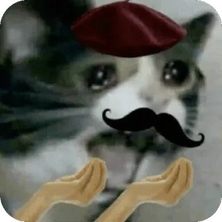 😭 Crying Cat Meme telegram sticker