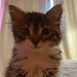😧 Kätzchen, Katze, Tier, Haustier, süß, Hauskatze whatsapp sticker