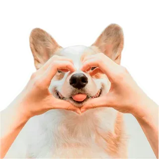 Corgis @stickersb2b telegram stickers
