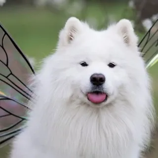 ❤️ Hund, Samojede, Fee, Flügel, Tier, süß, Haustier telegram sticker