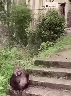 😏 monkey, animal, stairs, nature telegram sticker
