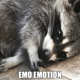 😢 EMO EMOTION mapache, emo, emoción, animal, meme, triste whatsapp sticker