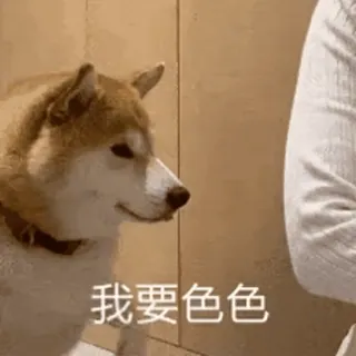 ➗ 我要色色 perro, animal, meme, gracioso telegram sticker