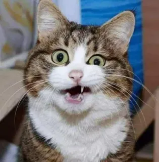 🎃 gato, engraçado, meme, animal, animal de estimação, surpreso, gatinho whatsapp sticker