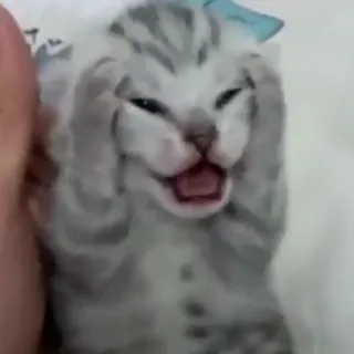 😩 кот, котенок, животное, милый telegram sticker