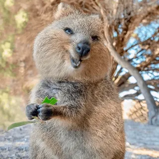 😋 zwierzę, quokka, szczęśliwy, słodki, torbacz telegram sticker