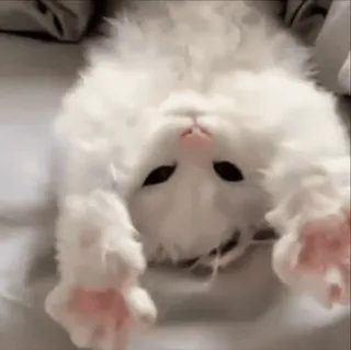 🌟 猫, 子猫, 可愛い, ペット, 白 whatsapp sticker