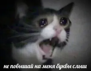 😣 не повышай на меня буквы слыш kot, płacz, Meme, śmieszne, smutny, przygnębiony, słodki telegram sticker